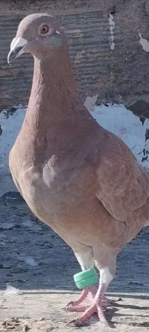 کبوتر پرشی|پرنده|فردوس (خراسان), |دیوار