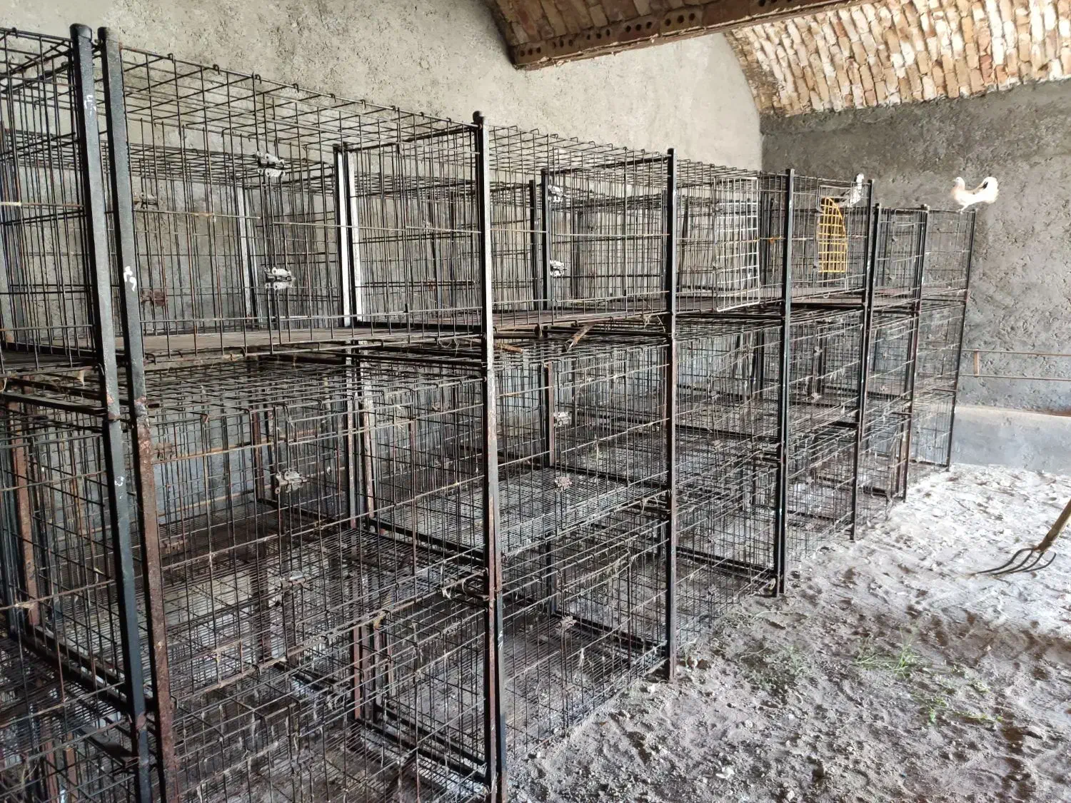 فروش تعدادی قفس نو و کارکرده سگ وگربه و مرغ و خروس|لوازم جانبی حیوانات|بادرود, |دیوار