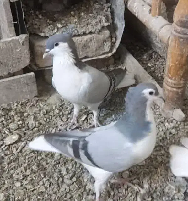 دوتا امری سبز نرو ماده یکیش کوچیکتره|پرنده|شهرآباد, |دیوار