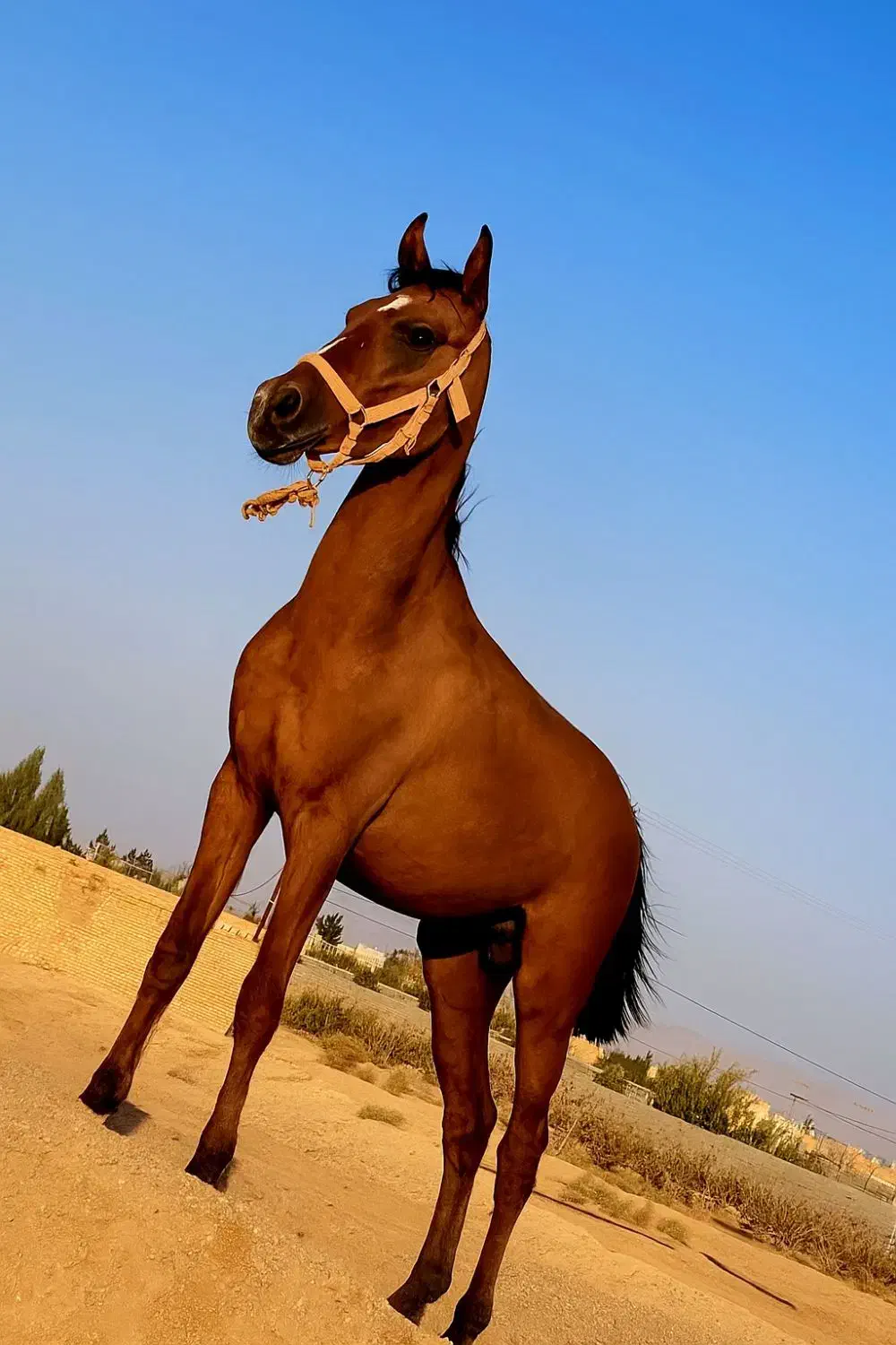 نریان کرد|اسب و تجهیزات اسبسواری|مهریز, |دیوار