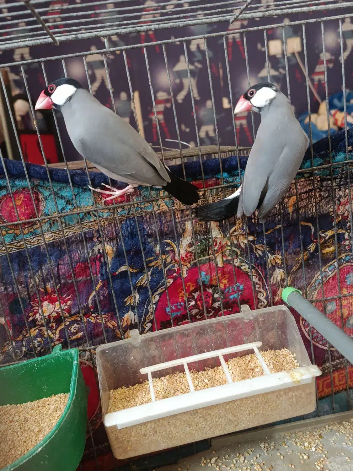 تعدادی پرنده...|پرنده|شیراز, وصال|دیوار