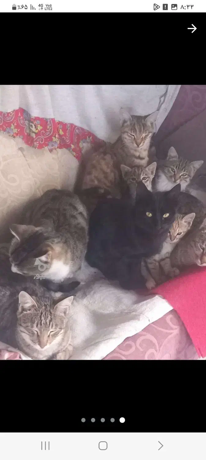 گربه نازوجذاب|گربه|مشگین شهر, |دیوار