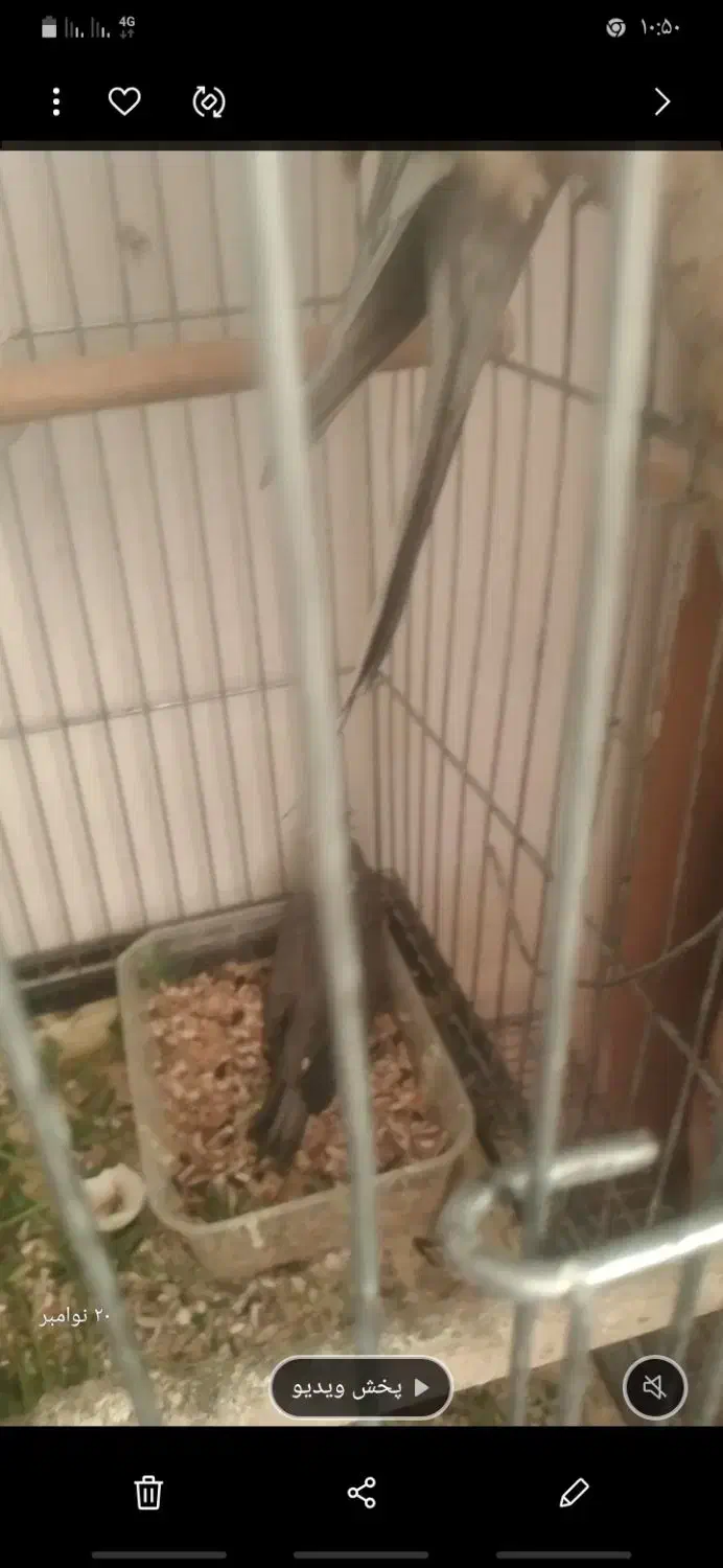عروس روی جوجه و تعدادی قفس  ب قیمت|پرنده|قزوین, |دیوار