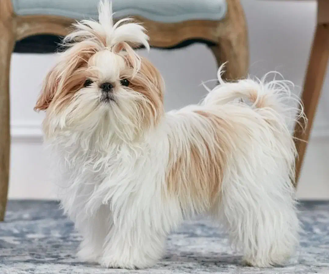 واگذاری یک سگ با نژاد شیتزو|سگ|رزن, |دیوار