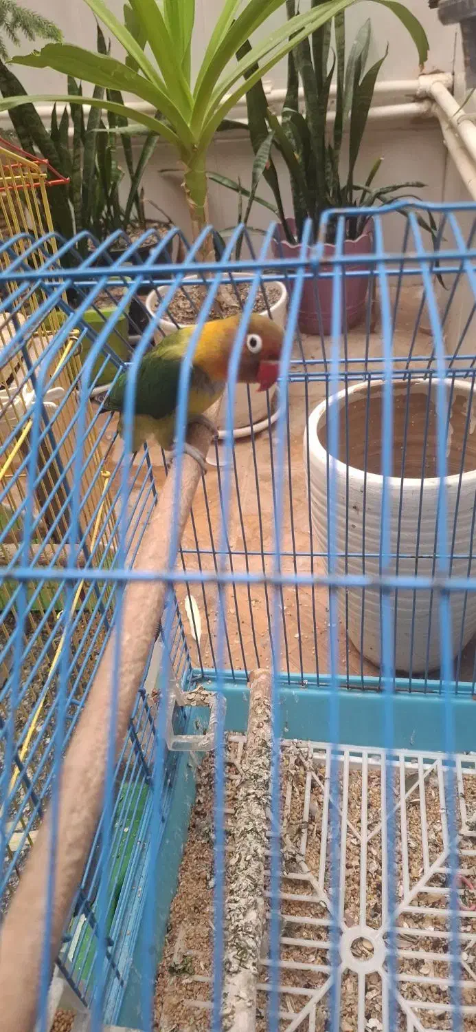 طوطی کوتوله برزیلی|پرنده|بافق, |دیوار