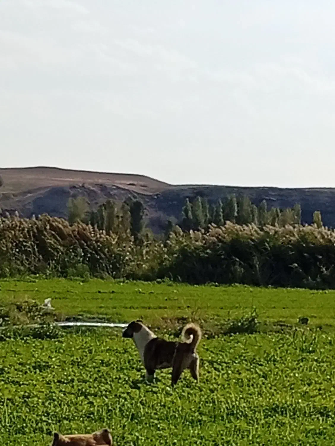 سگ نر|سگ|مشگین شهر, |دیوار