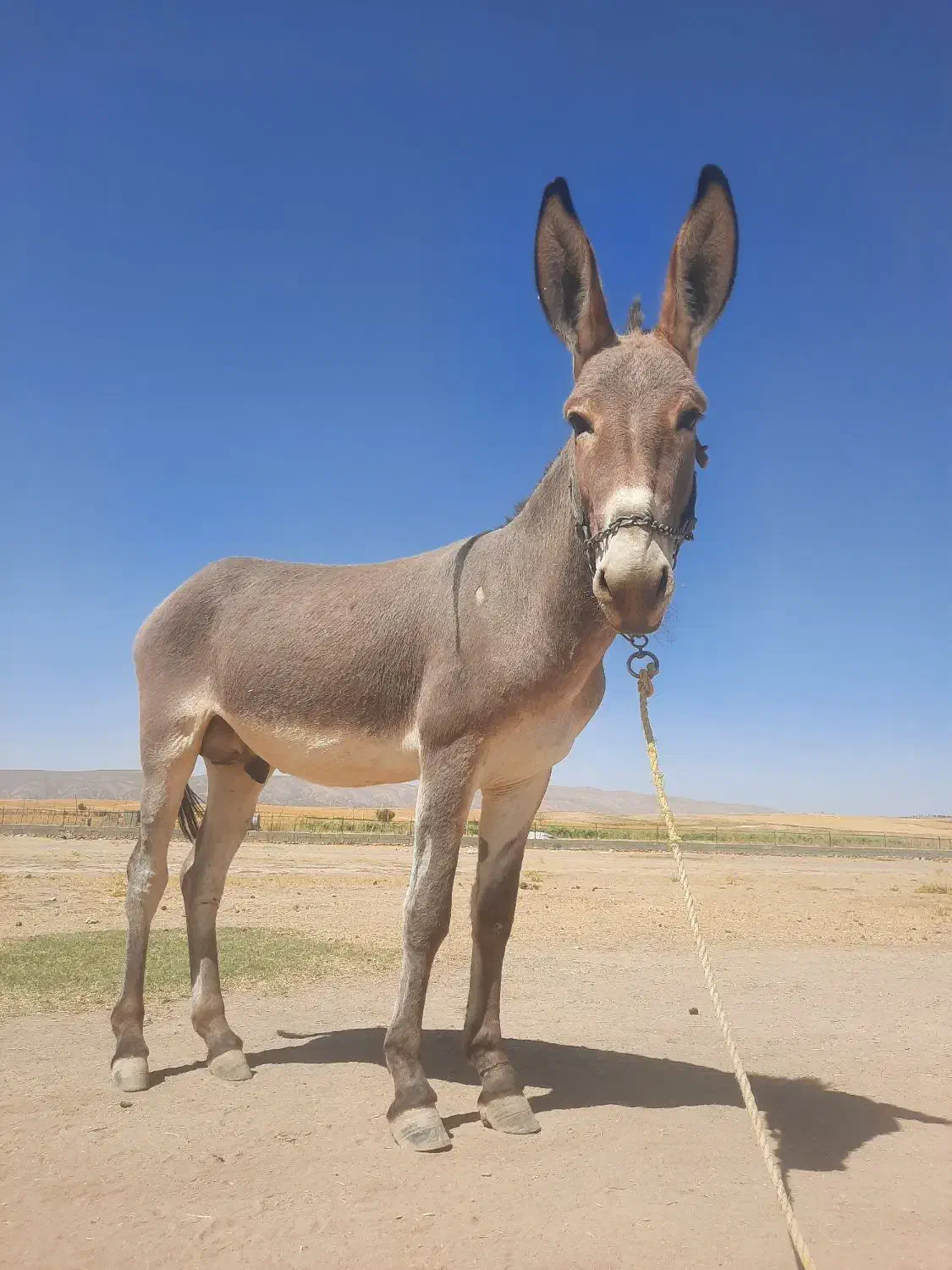 الاغ|حیوانات مزرعه|شیراز, اکبر آباد|دیوار