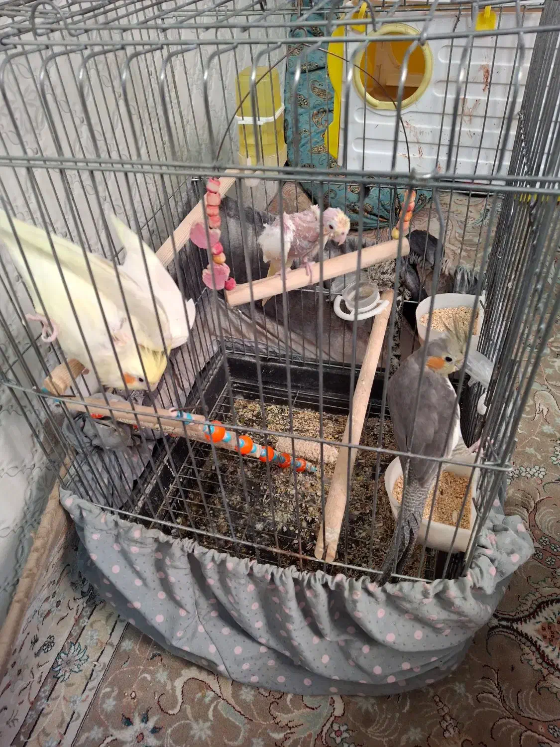 عروس هلندی بالغ|پرنده|پاکدشت, پاکدشت (مامازند)|دیوار