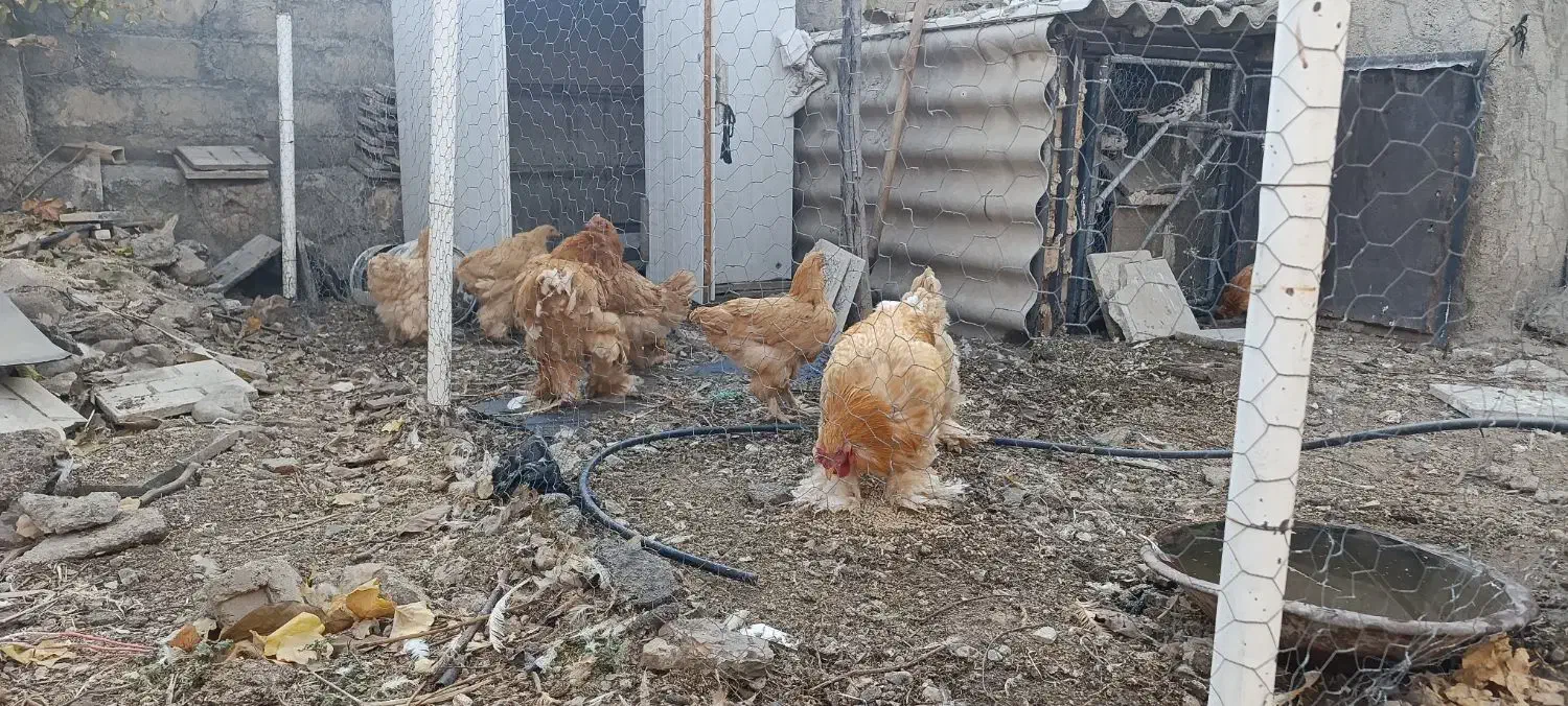 مرغ و خروس برهما|حیوانات مزرعه|بیستون, |دیوار