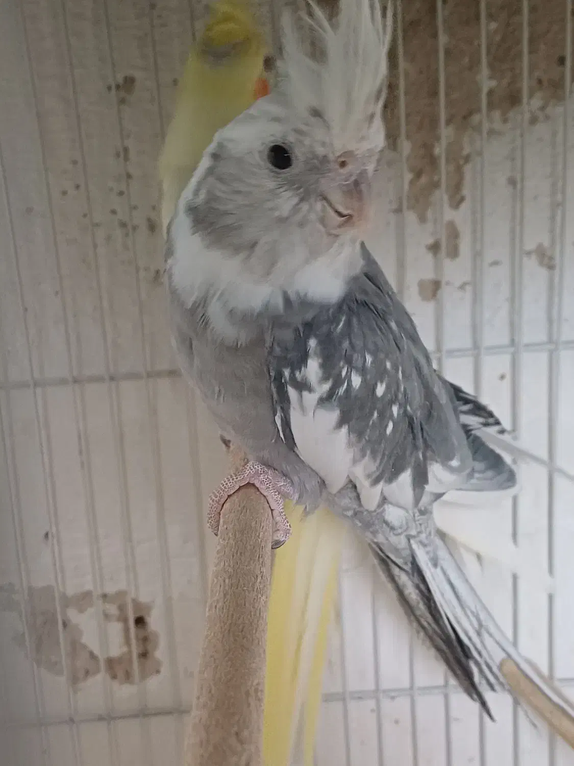 جفت مولد نرسخنگوو ماده تک زعفرونی فروش معاوضه|پرنده|مشهد, سرافرازان|دیوار