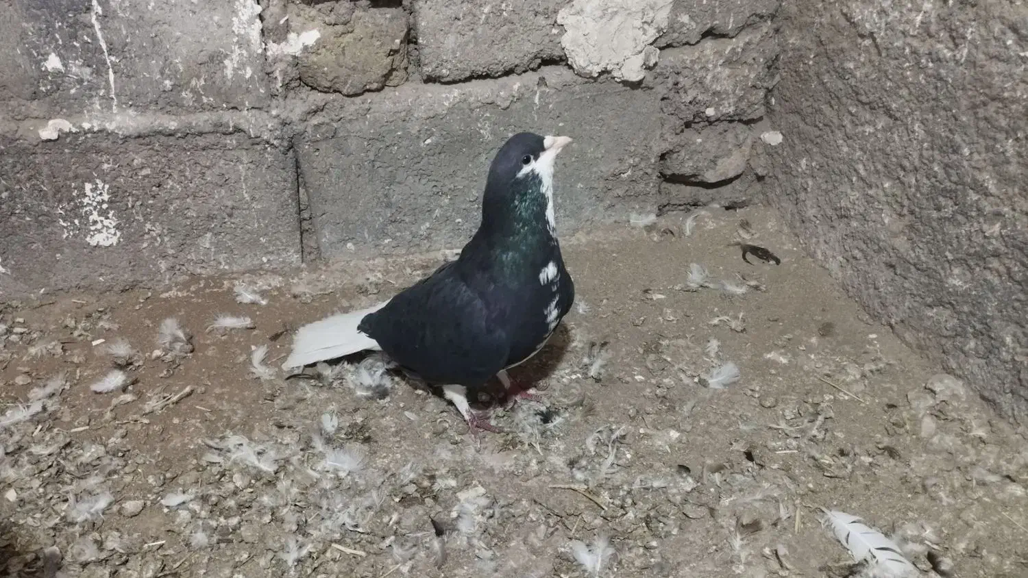 کفتر خوشرنگ|پرنده|اقبالیه, |دیوار