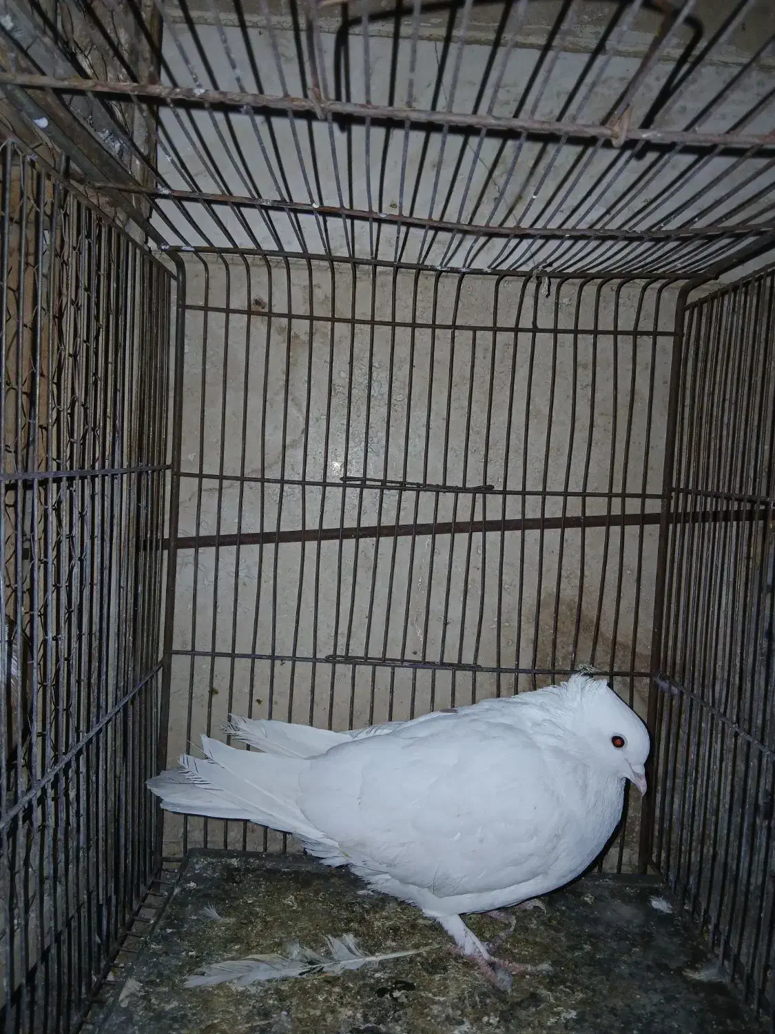 کفتر،کبوتر،پرنده|پرنده|قم, نخودی|دیوار