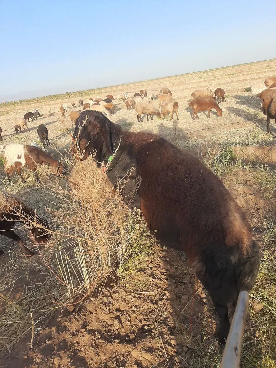 قوچ افشاری|حیوانات مزرعه|عطاملک, |دیوار