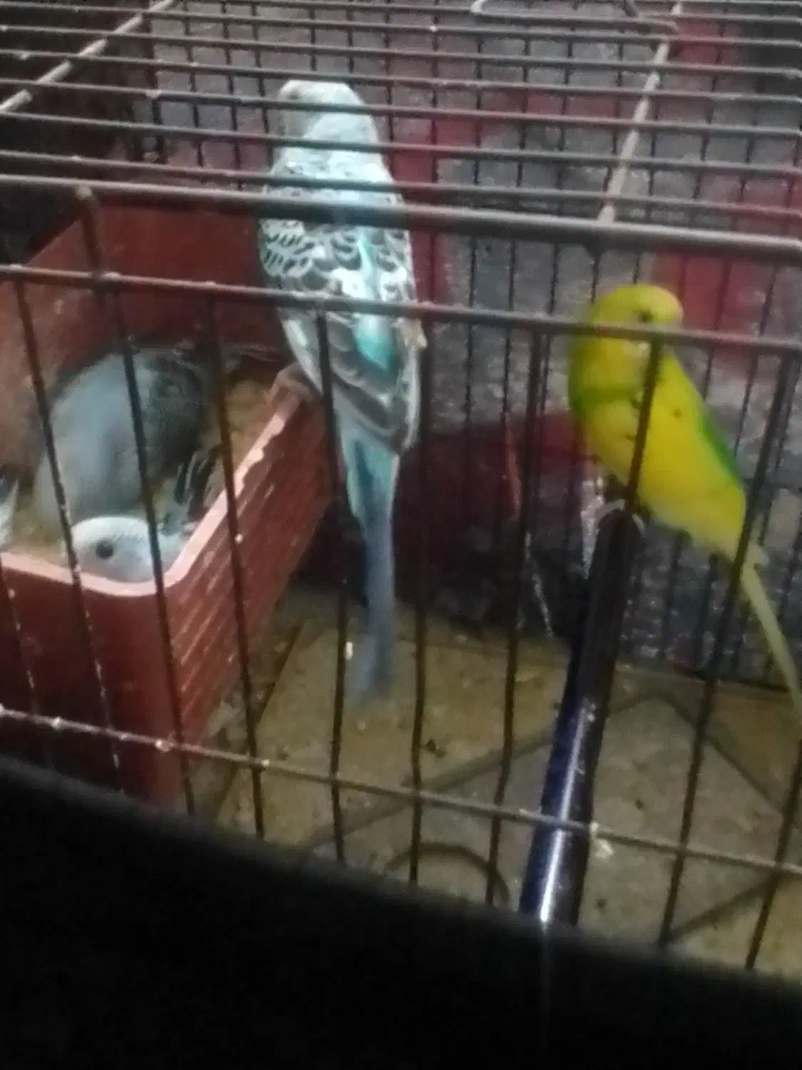 مرغ عشق مولد|پرنده|بندر ماهشهر, |دیوار