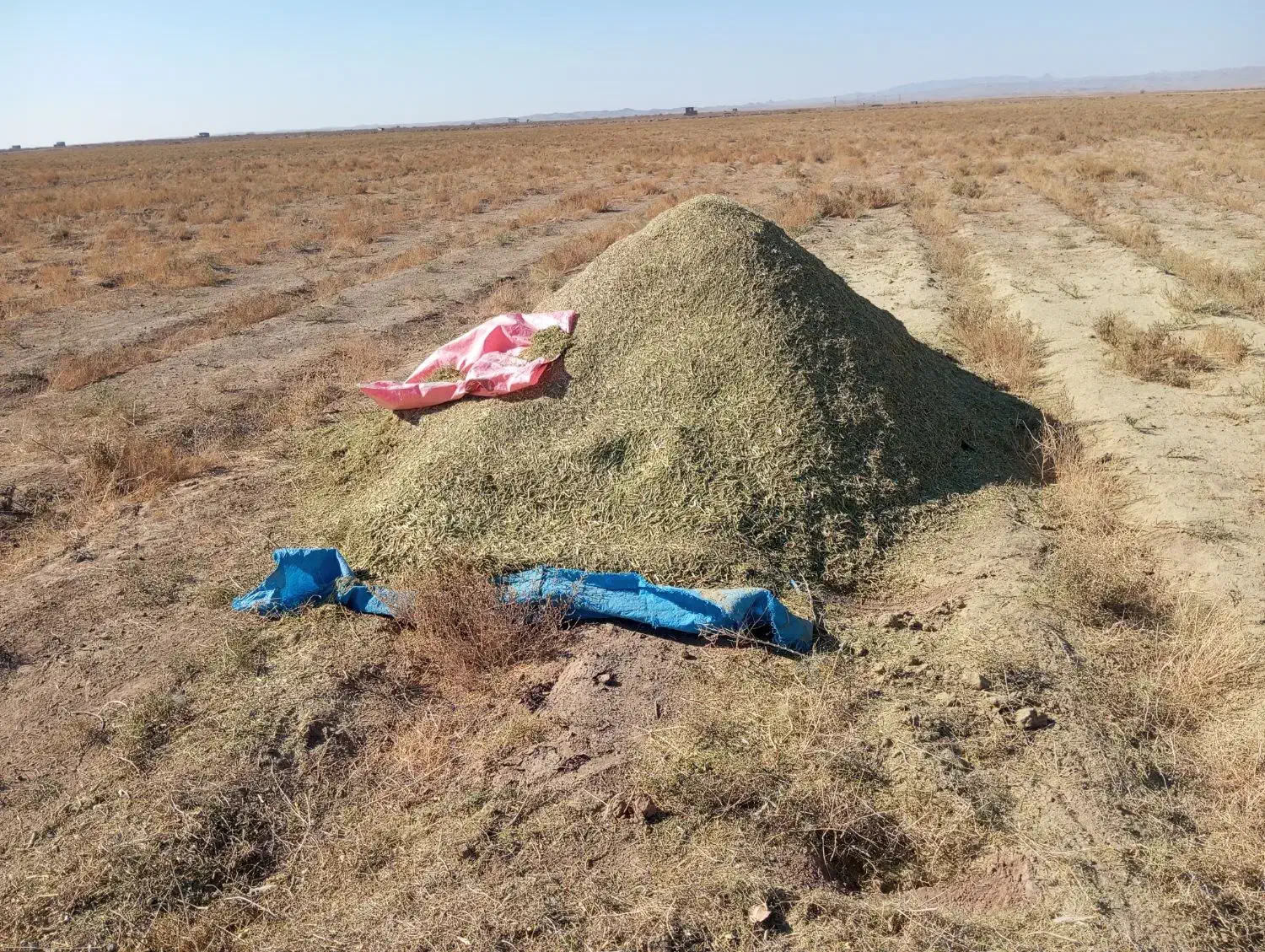 کاه خار شتر فروش|لوازم جانبی حیوانات|نیشابور, مازول|دیوار