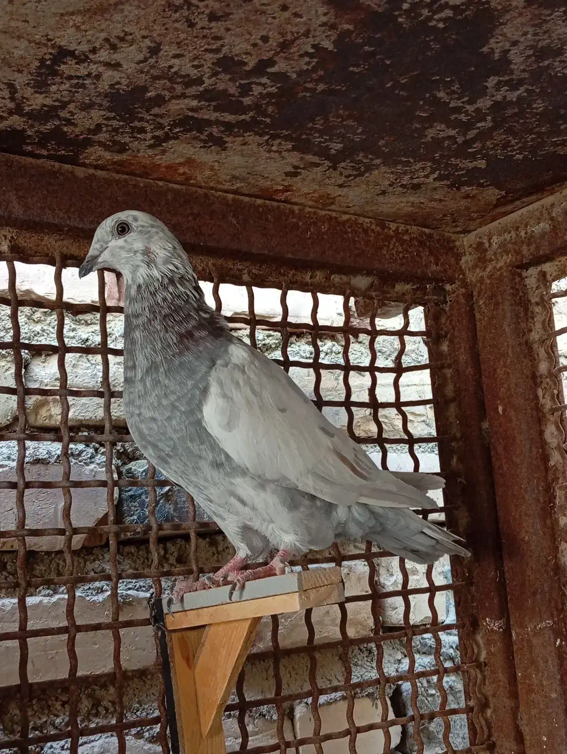 جوانه آلمانی تاختی|پرنده|زابل, |دیوار