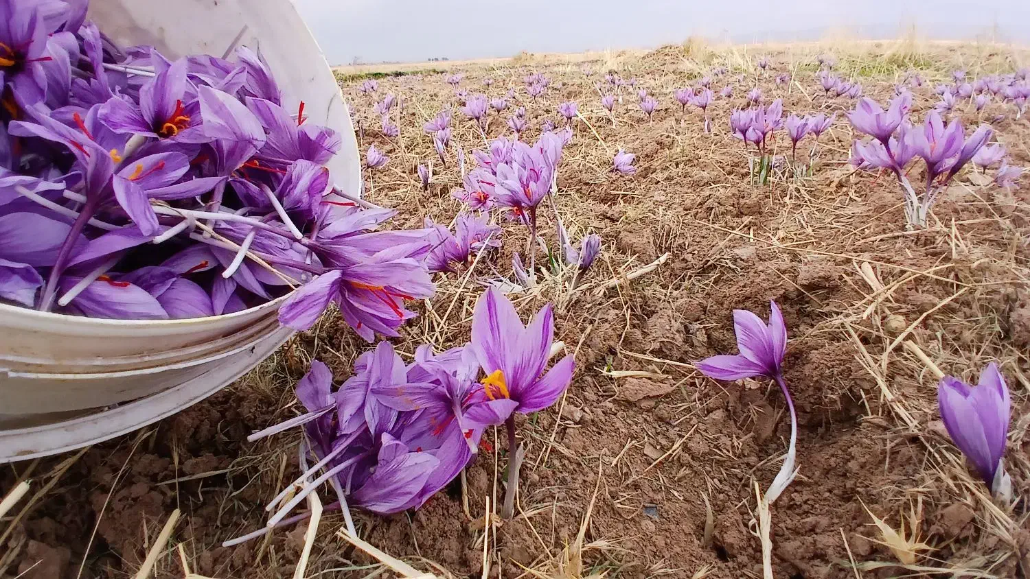 زعفران کشاورز|خوردنی و آشامیدنی|تهران, یافت آباد جنوبی|دیوار
