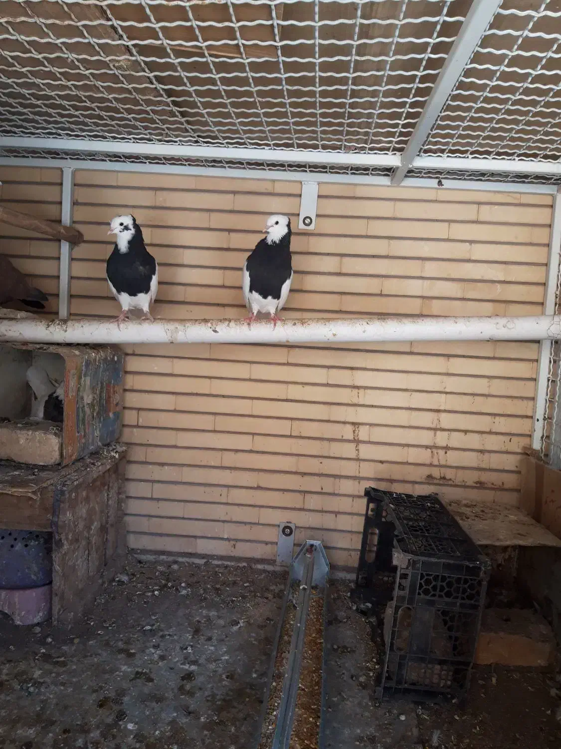 طوقی امری شیرازی پلنگ خوشکل بدون عیب|پرنده|رفسنجان, |دیوار