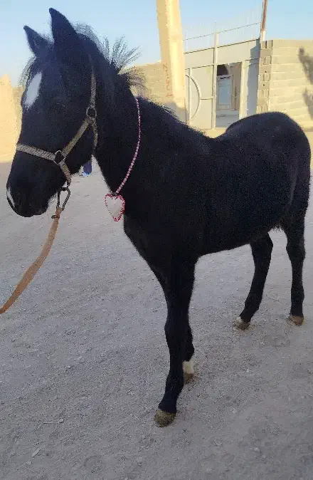 کره نریان حدود ۸ماهه|اسب و تجهیزات اسب‌سواری|اصفهان, زیار|دیوار