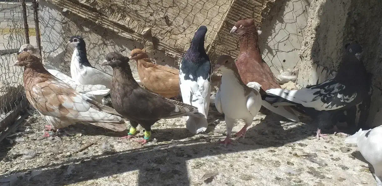 دسته کبوتر بهبهانی و شهری|پرنده|شیراز, نصر|دیوار