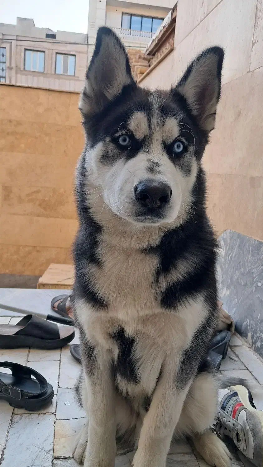 سگ هاسکی|سگ|قیامدشت - خاورشهر, |دیوار