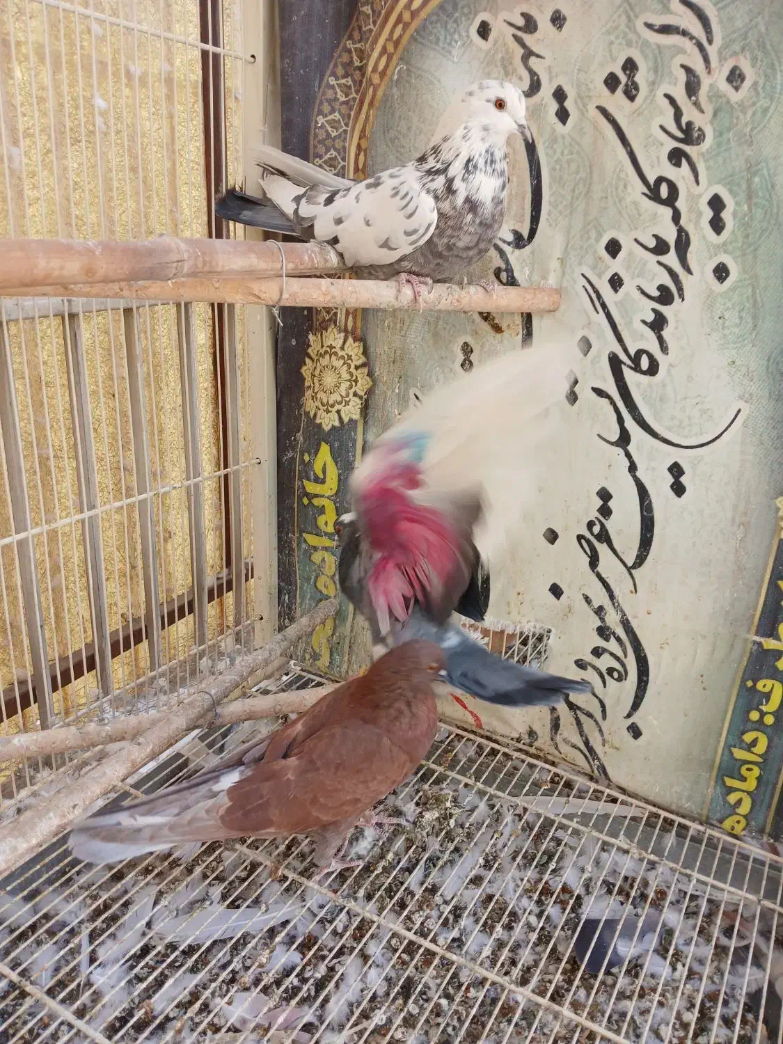 کفتر|پرنده|تهران, شوش|دیوار