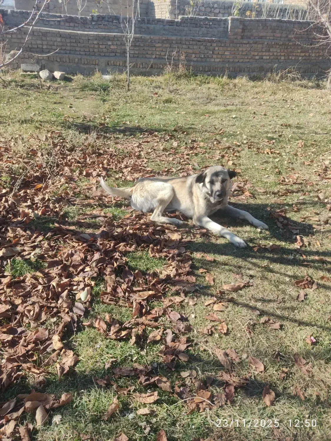 سگ.|سگ|ارومیه, |دیوار