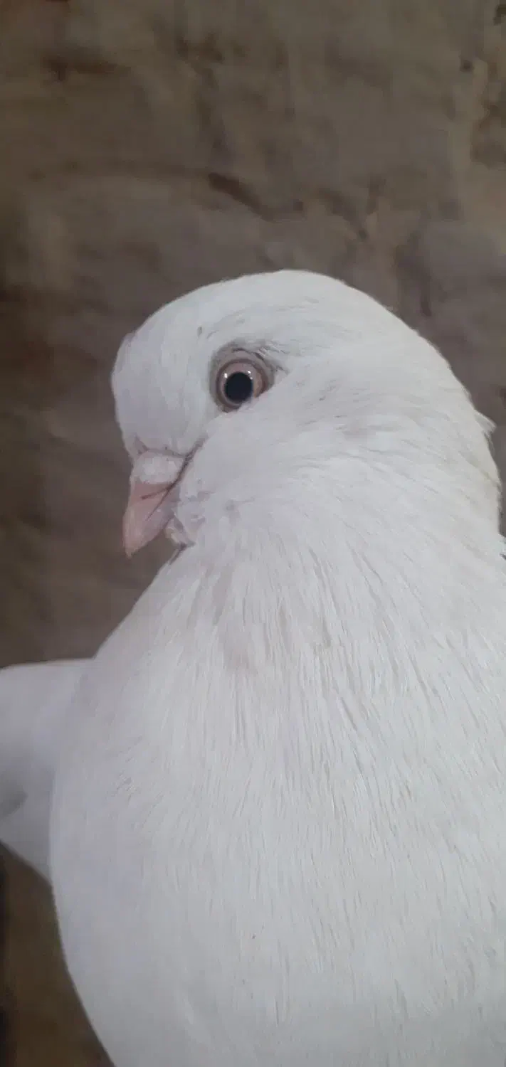 سفید نر|پرنده|میاندوآب, |دیوار