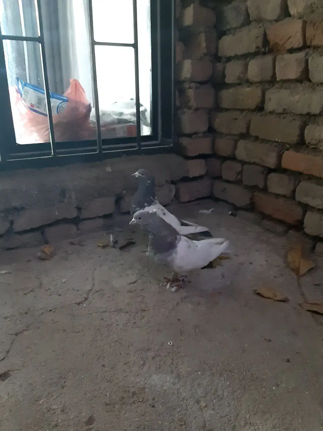 یجفت سینه ای دوعدد نر|پرنده|الیگودرز, |دیوار