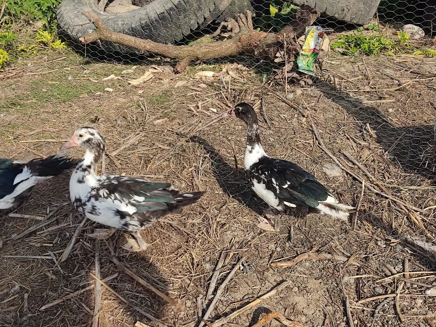 اردک خارجی ماده|حیوانات مزرعه|نکا, |دیوار