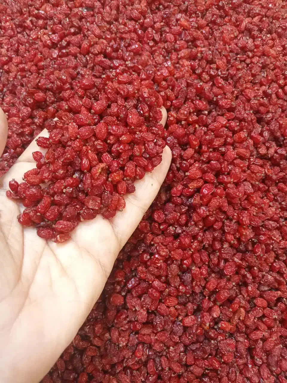 خوراکی|خوردنی و آشامیدنی|قم, بنیاد|دیوار