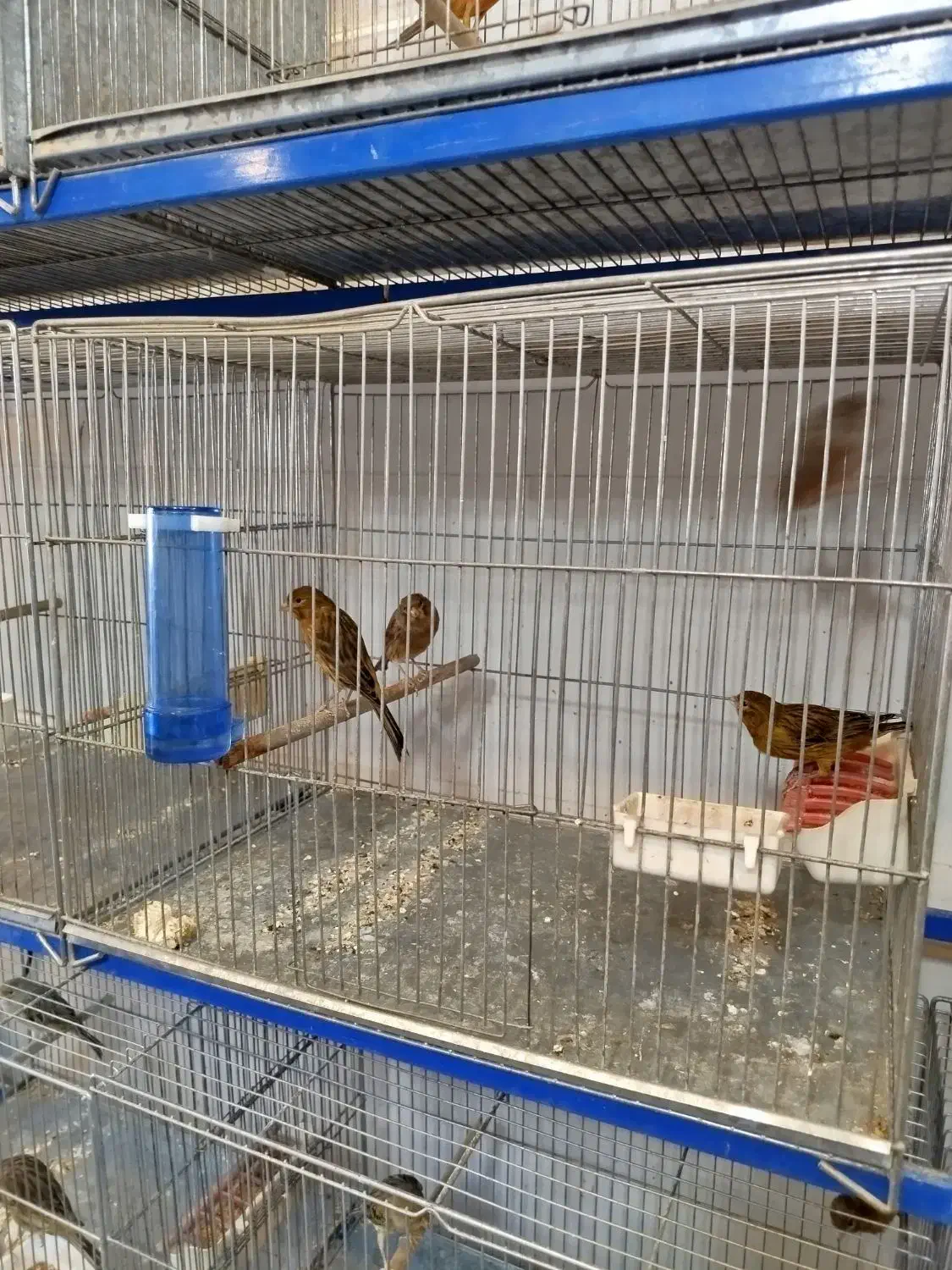 پرنده فروشی طاها|پرنده|فسا, |دیوار