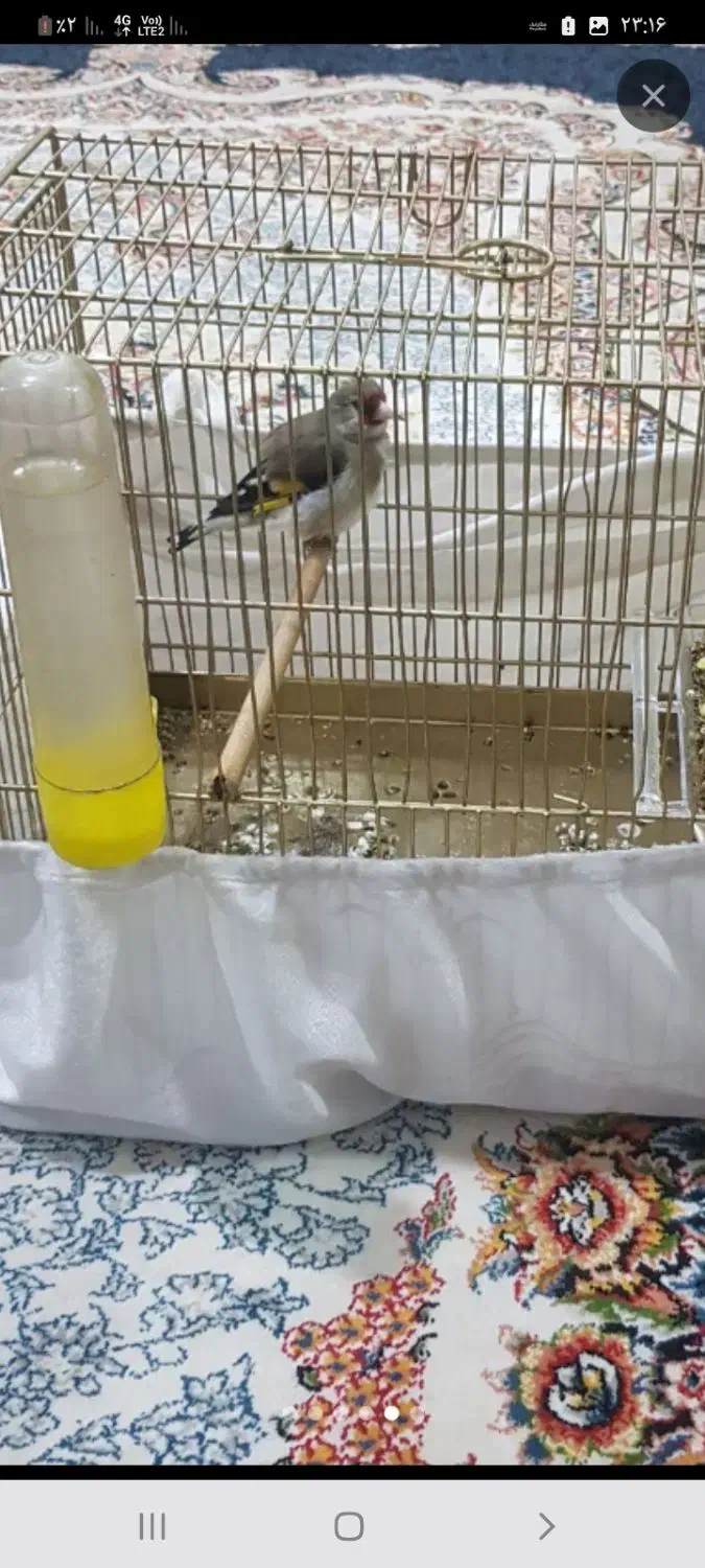 سره کرمونی|پرنده|محمدشهر, محمدشهر|دیوار