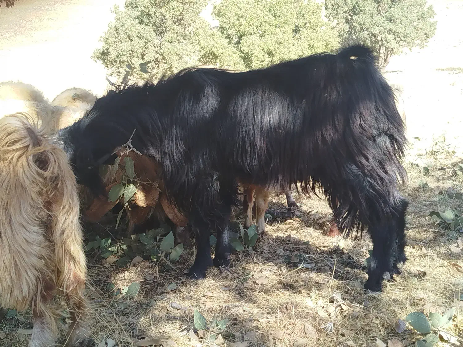 ا تا|حیوانات مزرعه|چرداول, |دیوار