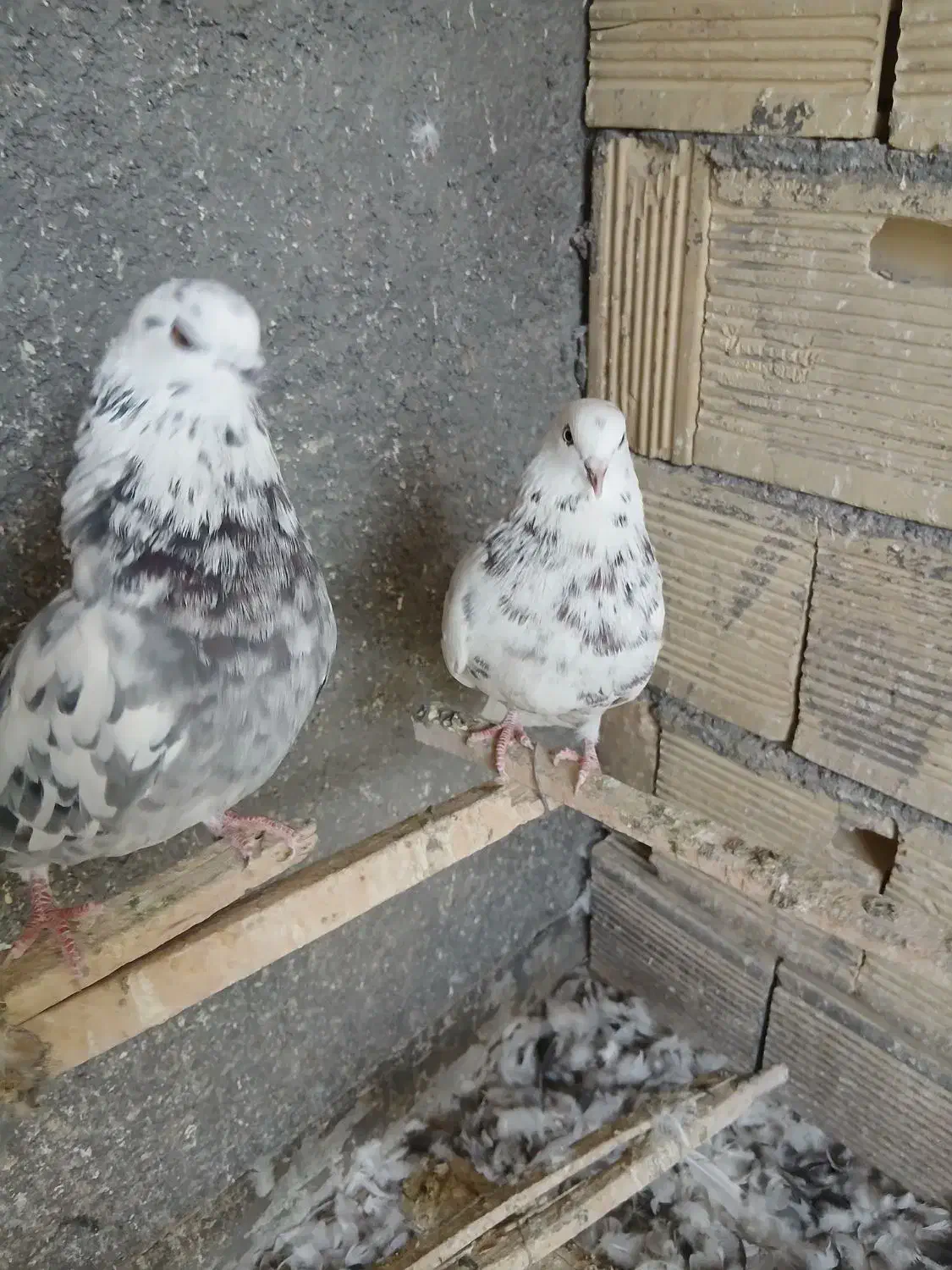 کبوتر|پرنده|مبارکه, |دیوار