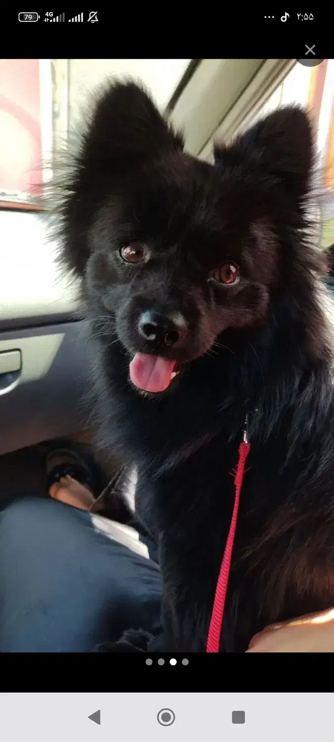 سگ ماده|سگ|مسجد سلیمان, |دیوار