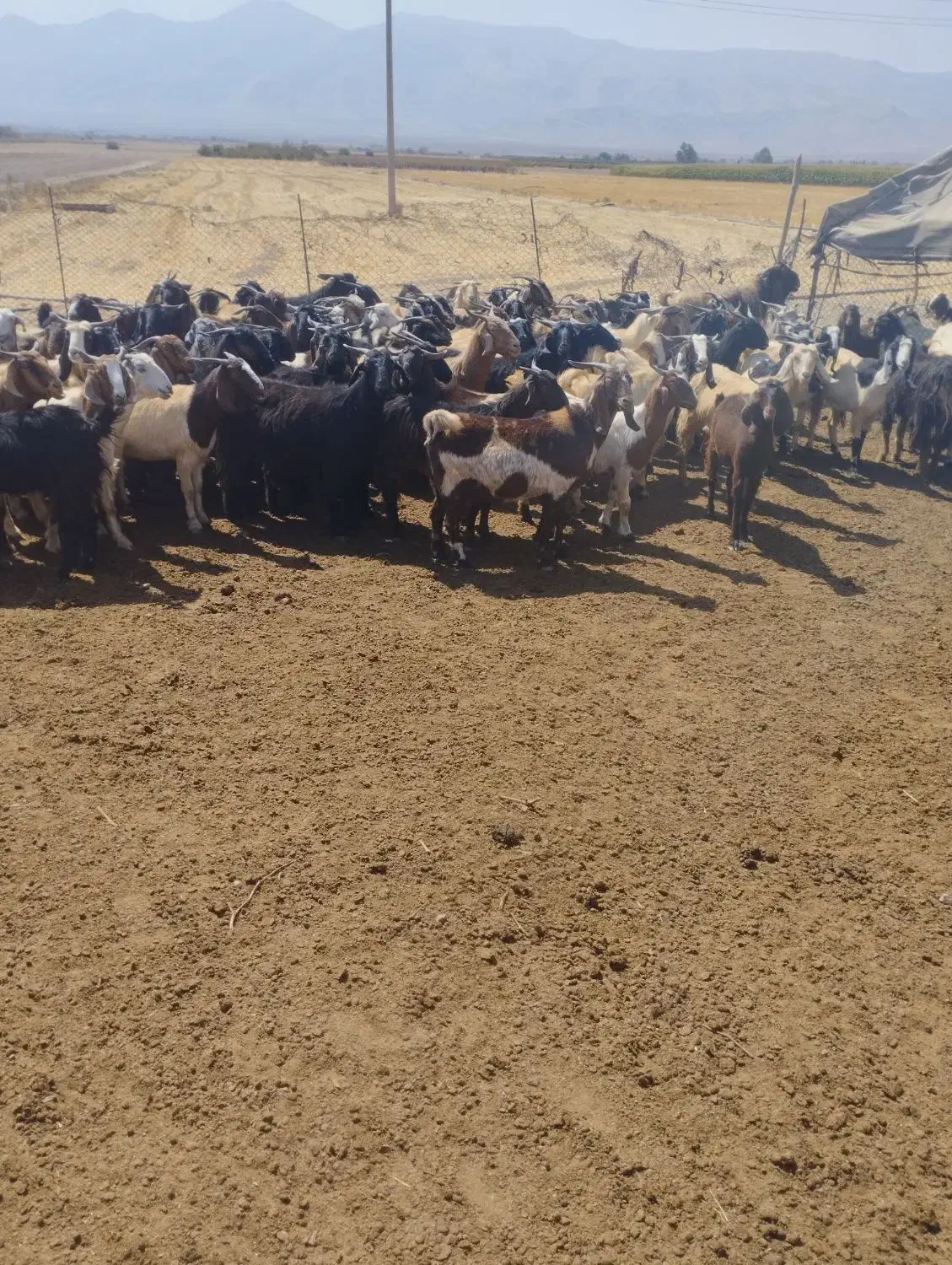 گله بزداشتی|حیوانات مزرعه|کوار, |دیوار