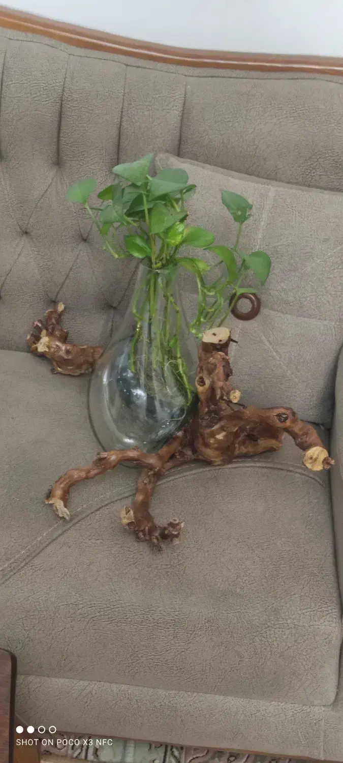 گلدان دکوری|گل و گیاه طبیعی|مشهد, شهرک مطهری|دیوار