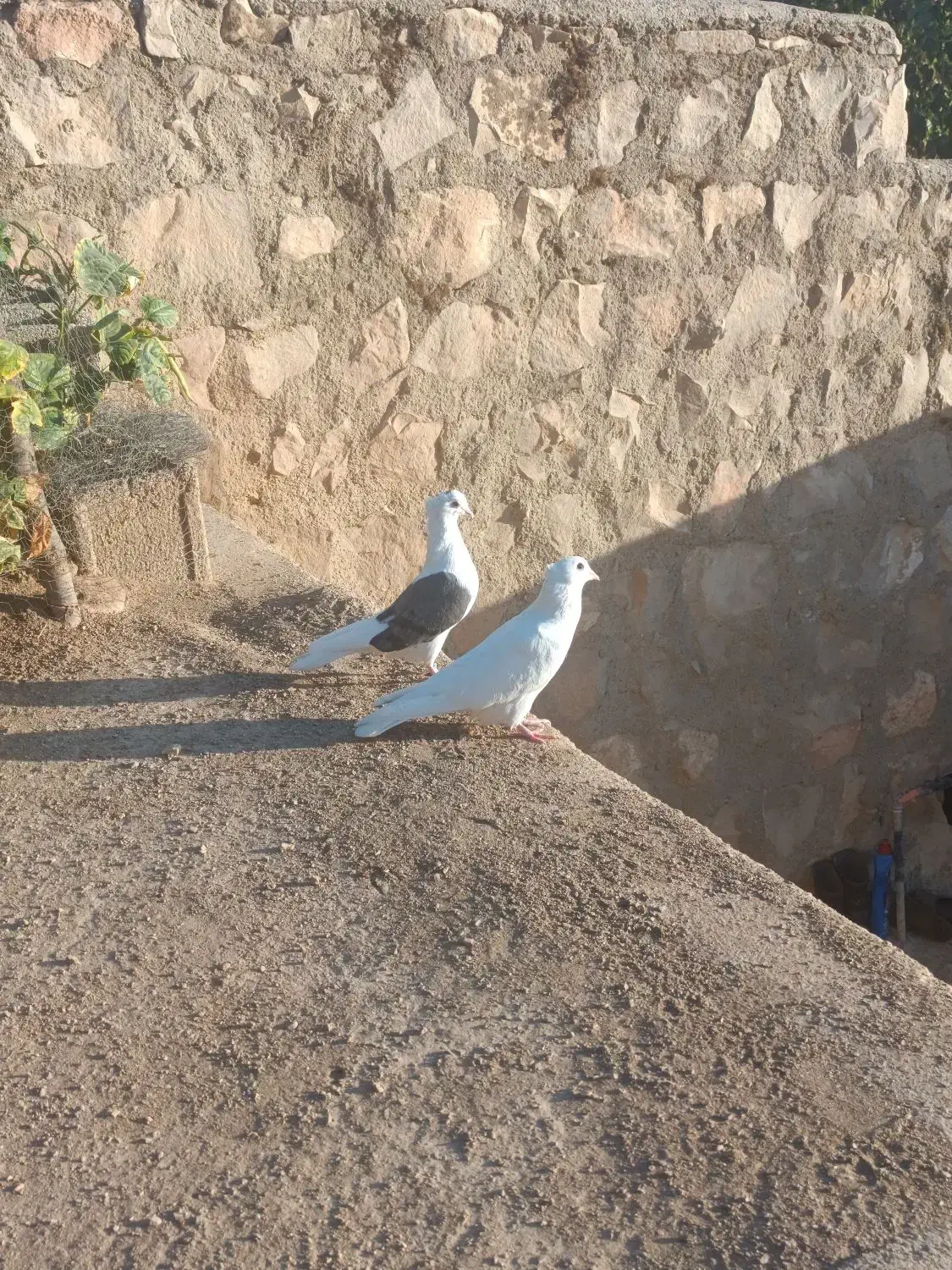 سفید شونی خوشونه|پرنده|چگنی, |دیوار