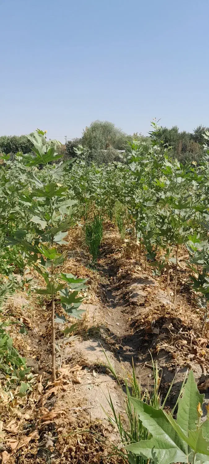 نهال چنار درخت درختچه قلمه کشاورزی|خدمات باغبانی و درختکاری|لنجان, |دیوار