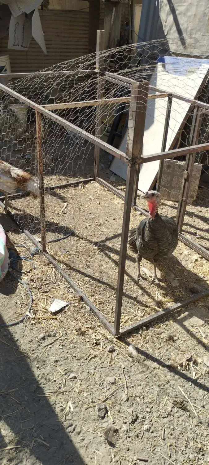 بوقلمون برنز ارگانیک|حیوانات مزرعه|کرج, شهرک احمدیه|دیوار