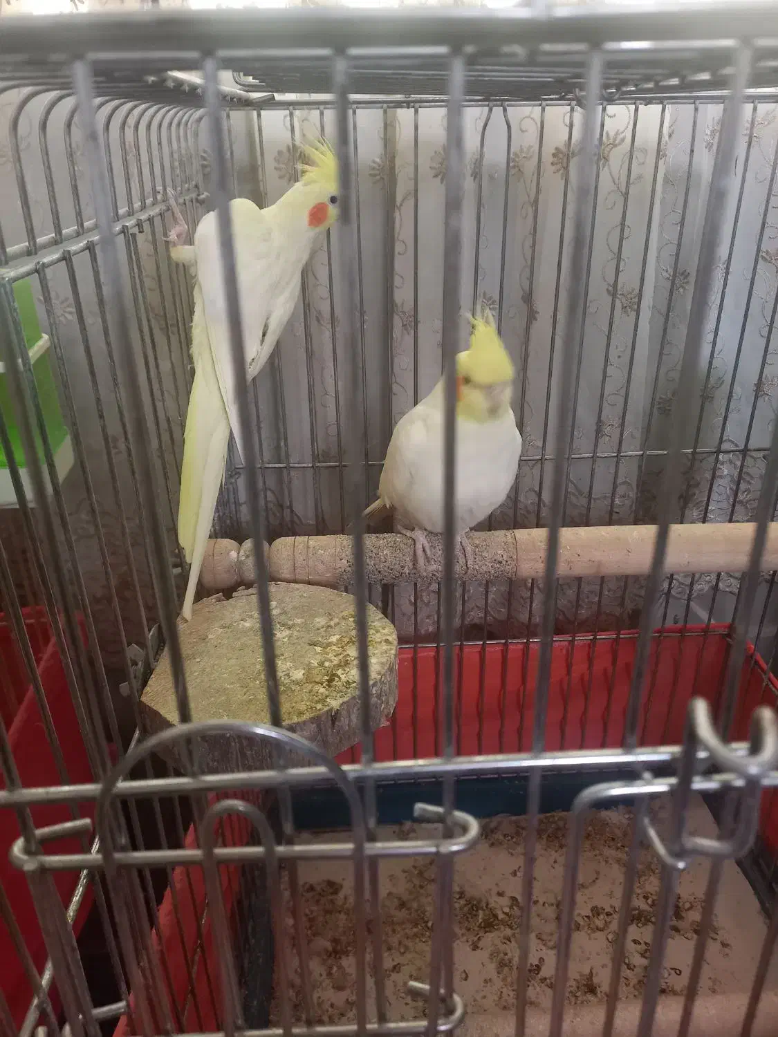 فروش دوجفت عروس هلندی بالغ جوجه داده|پرنده|پاکدشت, پاکدشت (مامازند)|دیوار