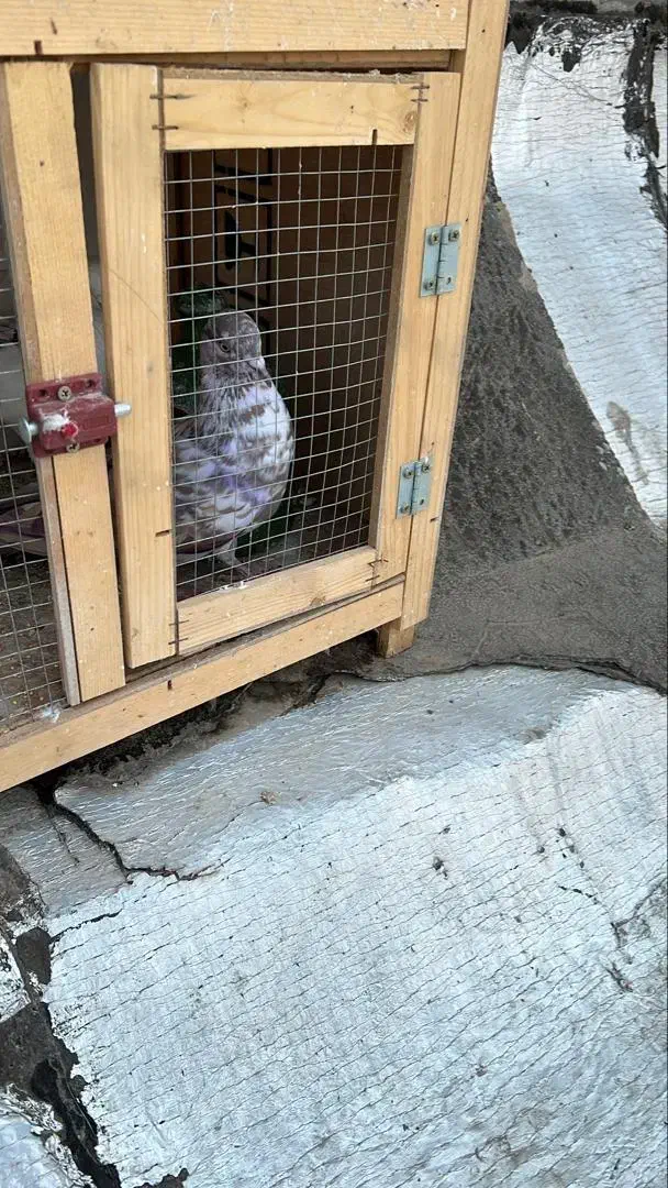 کشکله سیاگمشده|حیوانات|سبزوار, شرق کال عیدگاه|دیوار