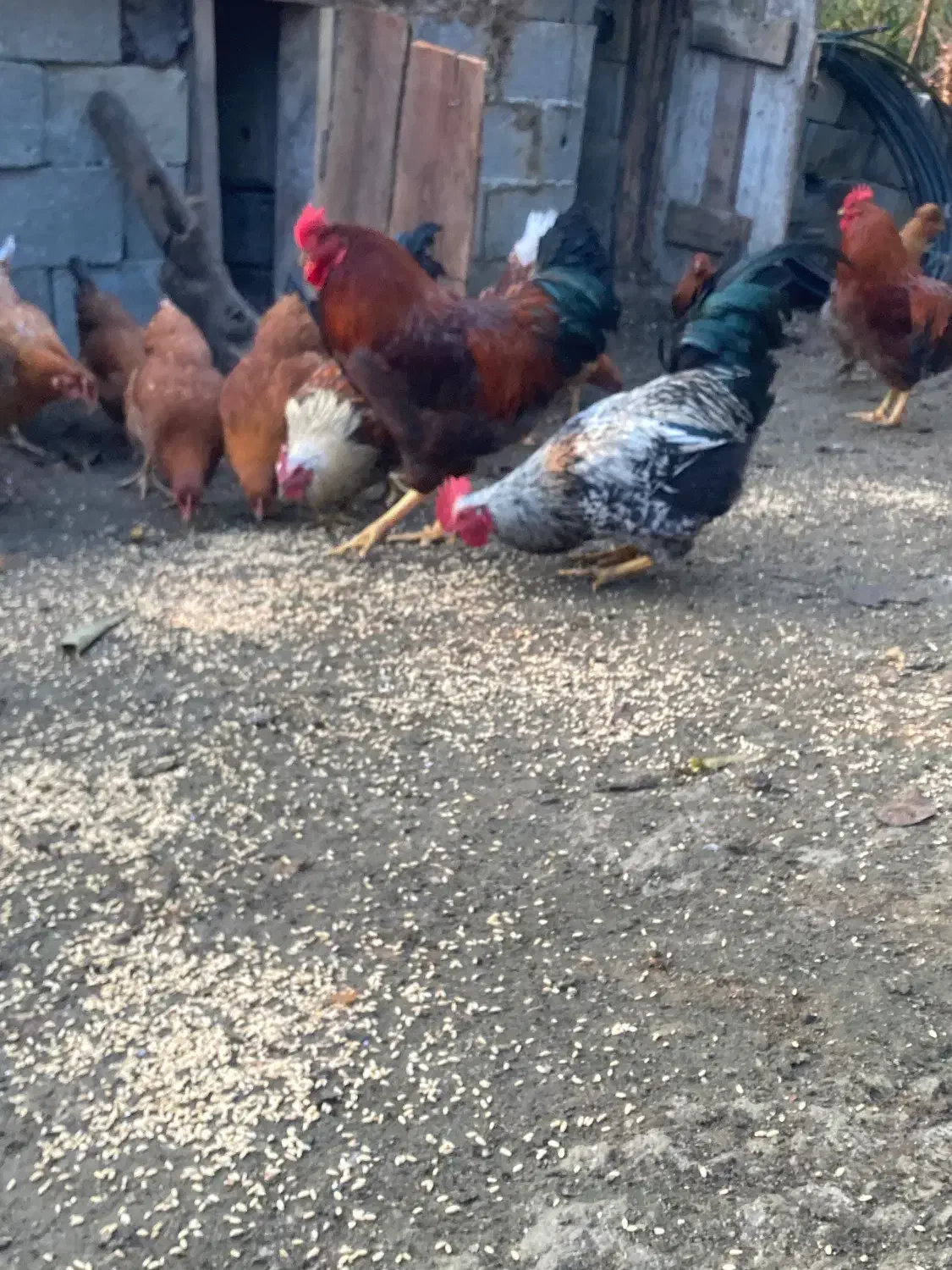 تعدادی خروس|حیوانات مزرعه|رامسر, |دیوار