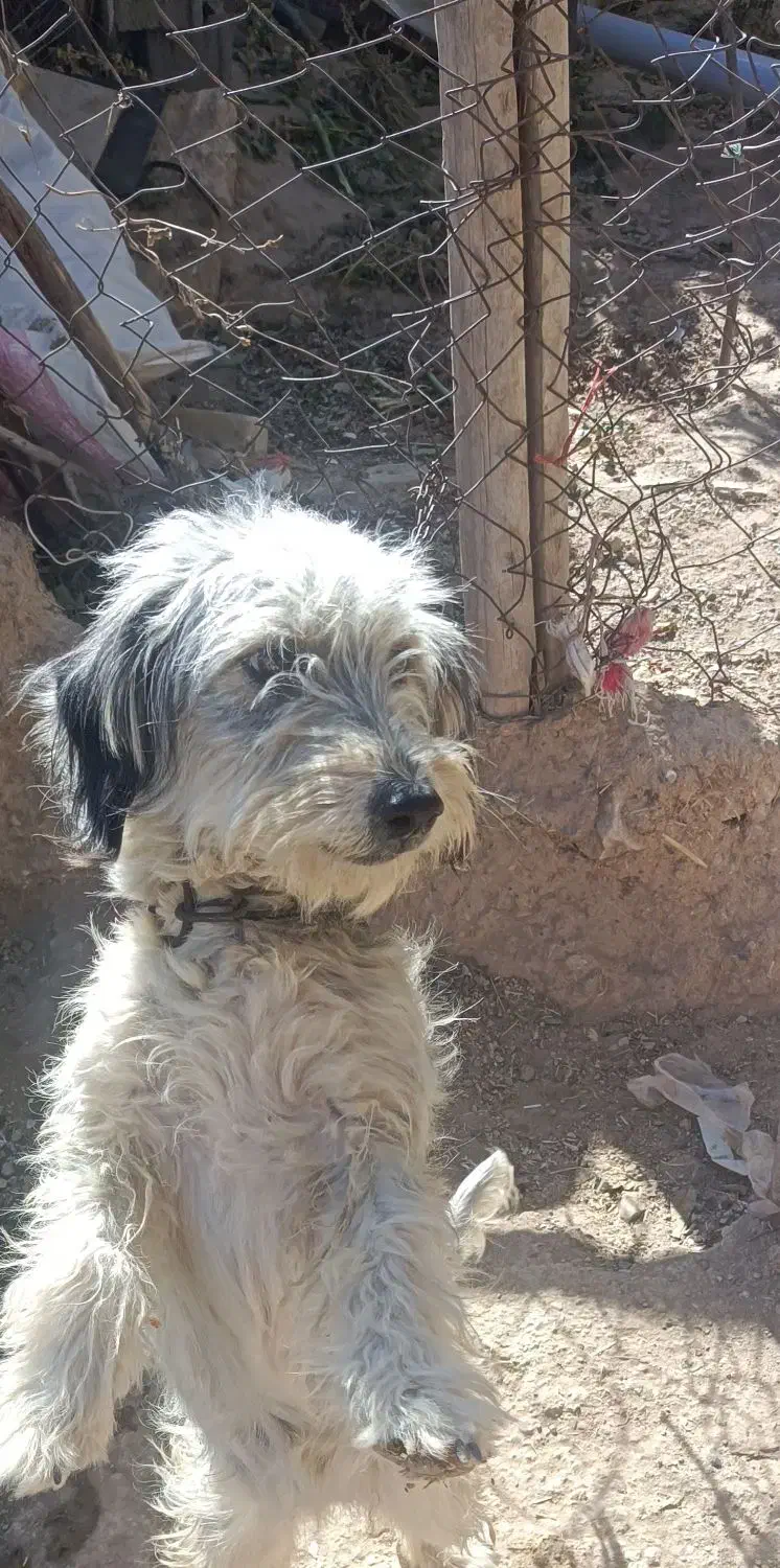 سگ شیتزو|سگ|قروه, |دیوار