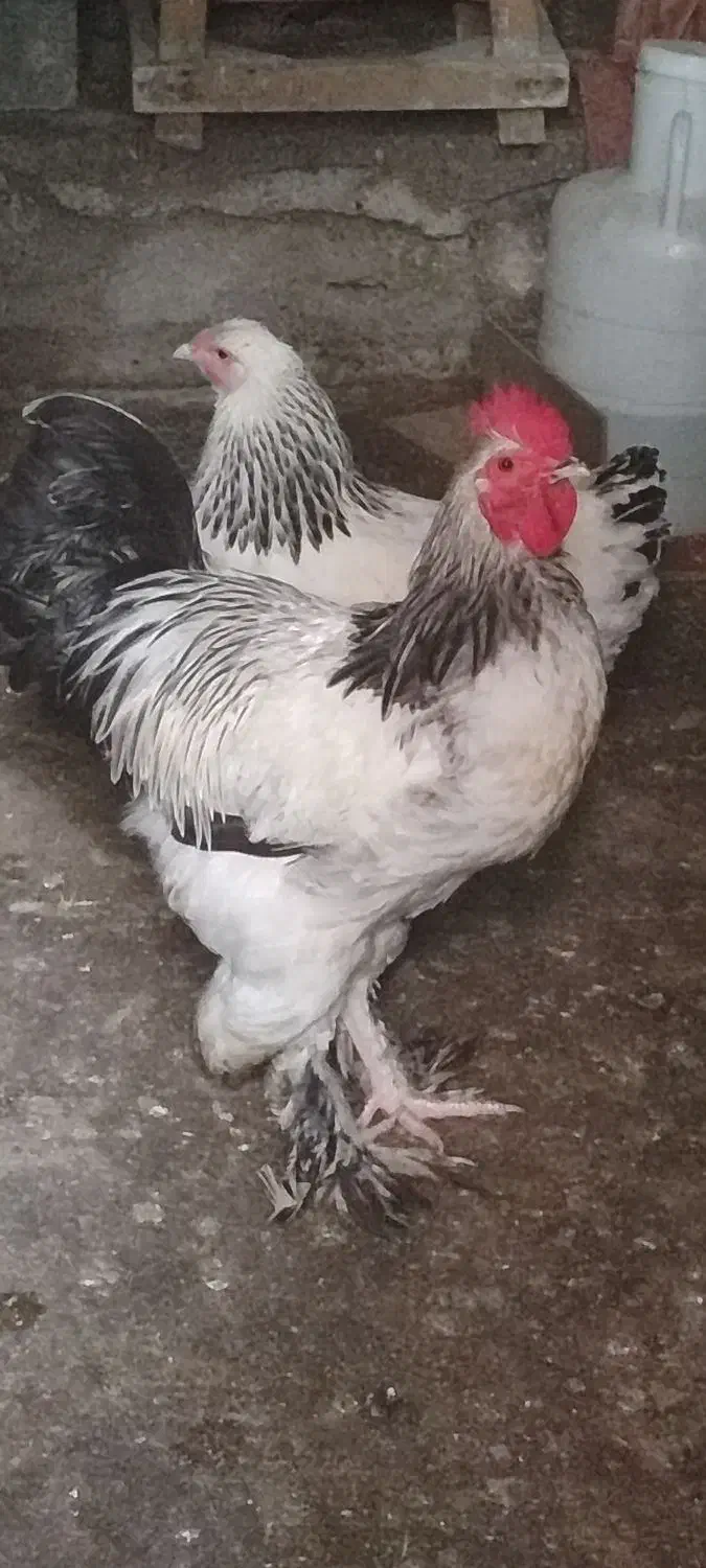 مرغ و خروس برهما..غول پیکر|حیوانات مزرعه|رشت, رشتیان|دیوار