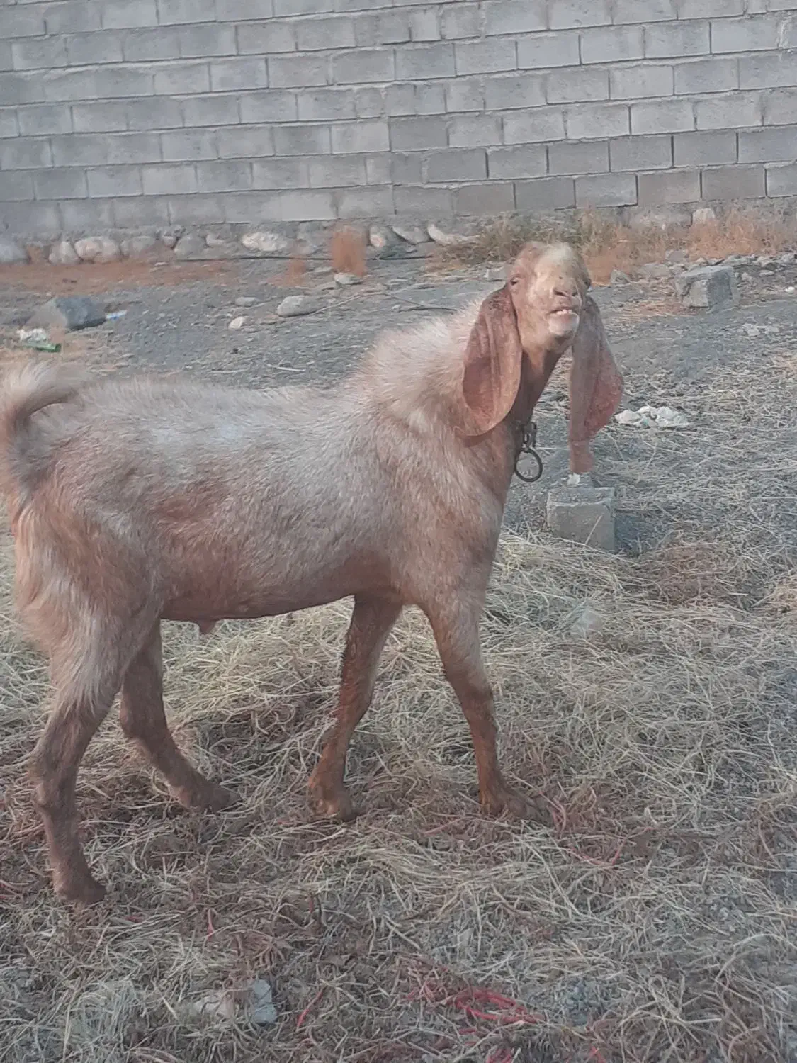 نری چاق|حیوانات مزرعه|بیکاه, |دیوار