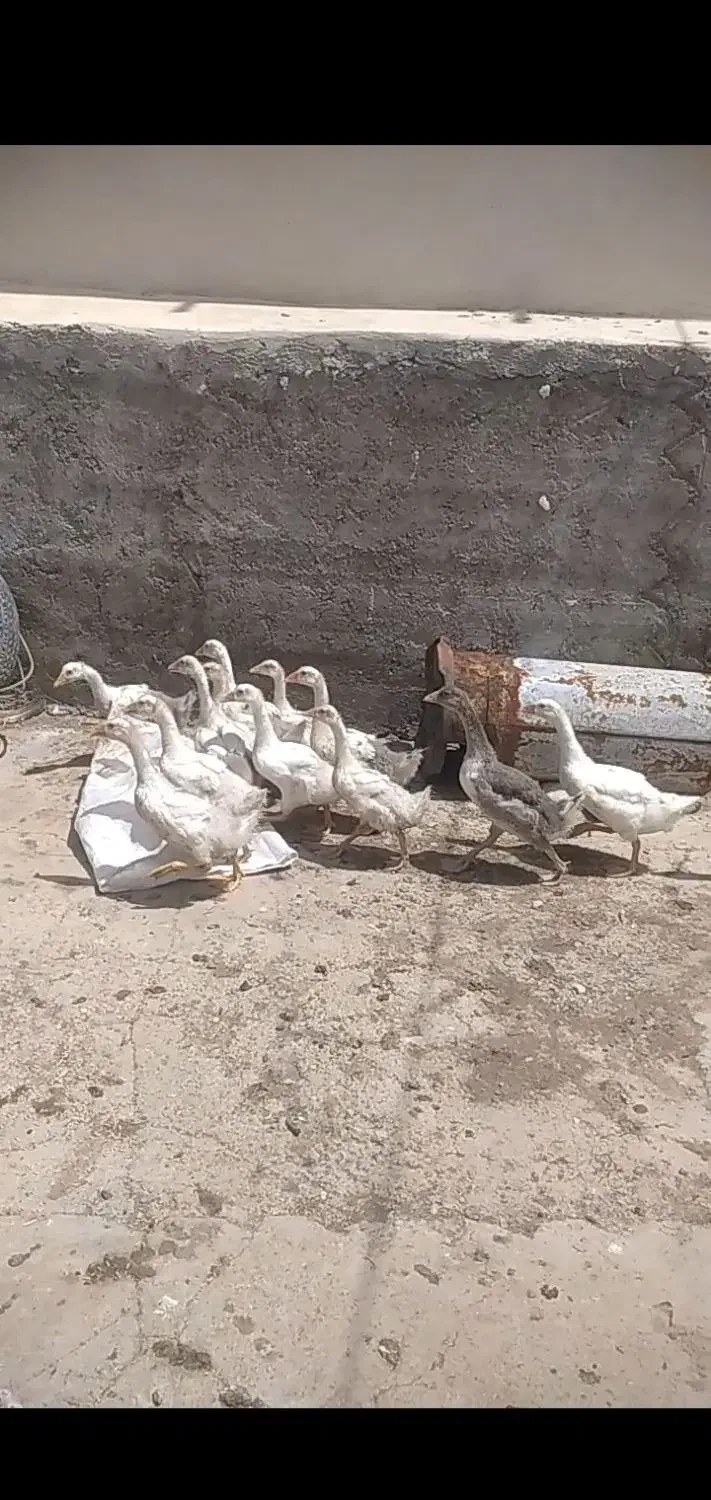 غاز|حیوانات مزرعه|بوشهر, |دیوار