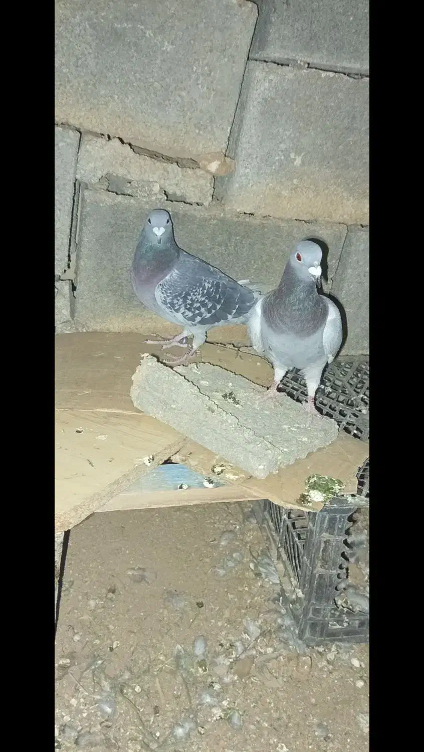 کبوتر پلاکی|پرنده|سپیدان, |دیوار