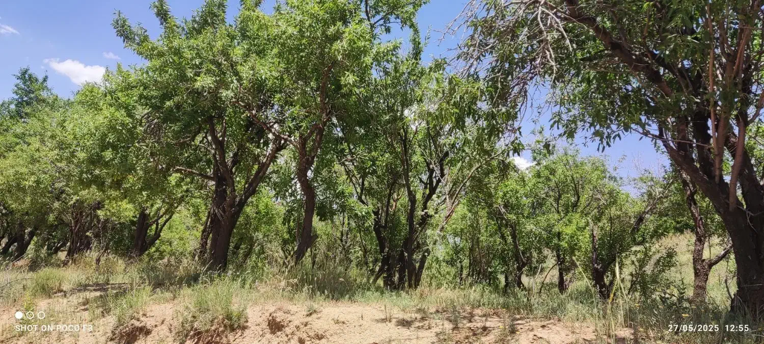 باغ بادم دیم روستای هیراب|فروش دفتر صنعتی، کشاورزی، تجاری|بروجرد, |دیوار